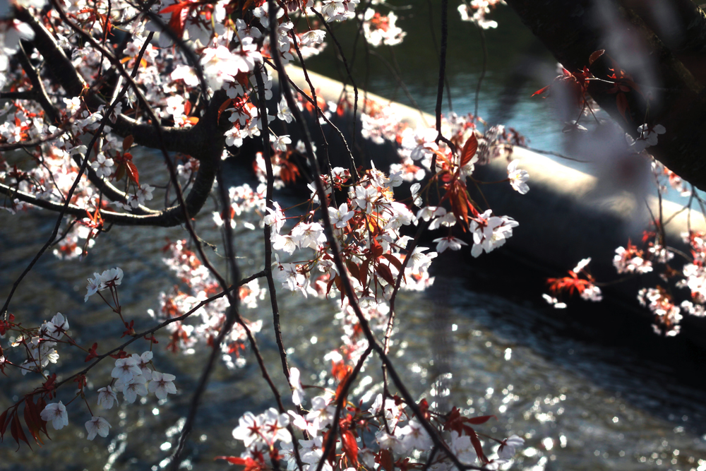 ガラスアクセサリーコムデシオアトリエ周辺の桜